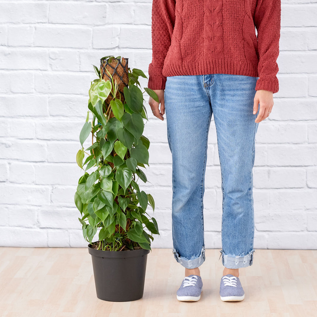 Heart Leaf Philodendron - Moss Pole - Shop Online!