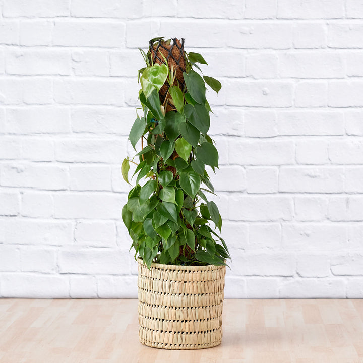 Heart Leaf Philodendron - Moss Pole - Shop Online!