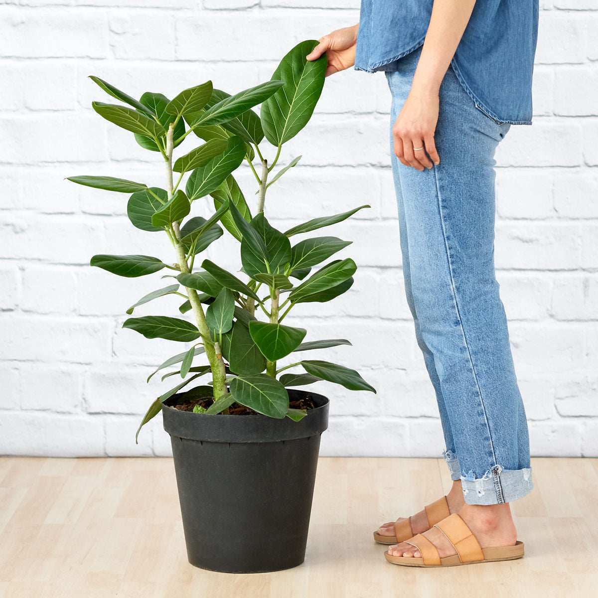 ficus elastica audrey Ficus Audrey - Large - 25cm Nursery Pot
