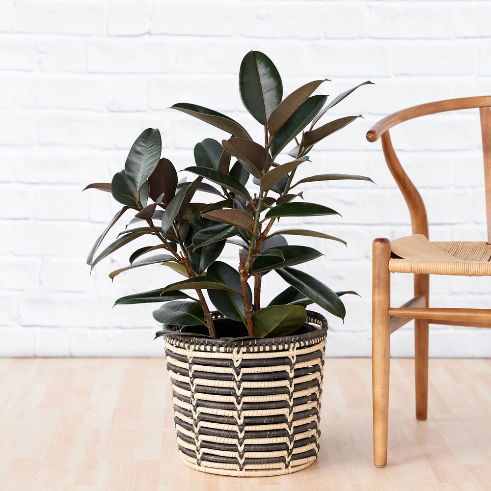 Rubber Tree - Abidjan - LARGE - Shop Online!