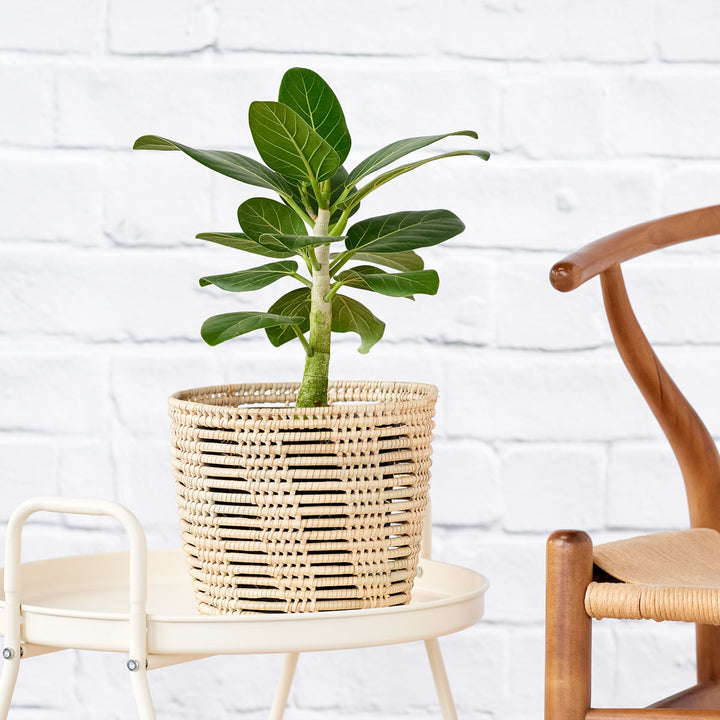 Ficus Audrey - Shop Online!