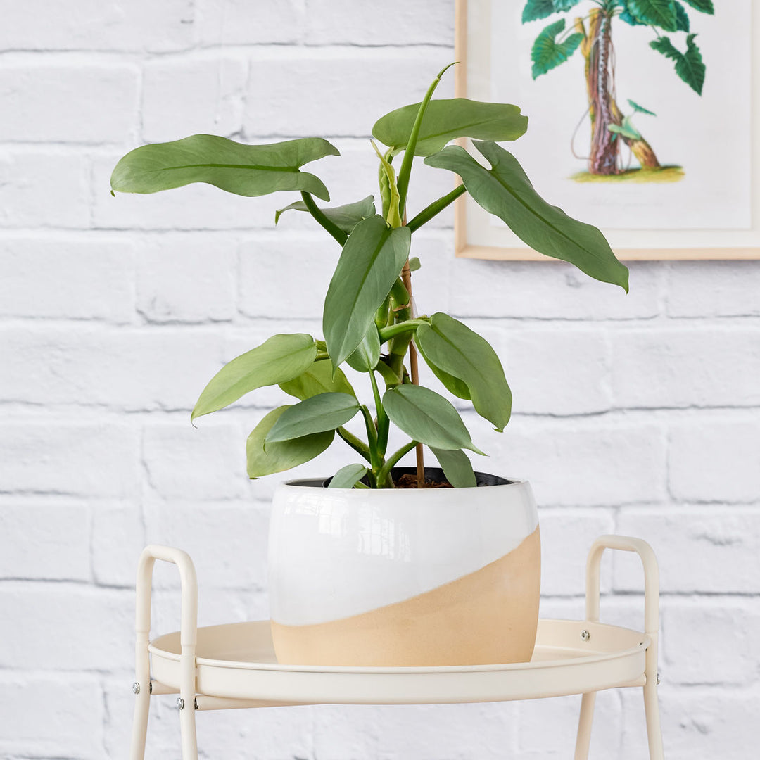 Philodendron - Silver Sword - Shop Online!