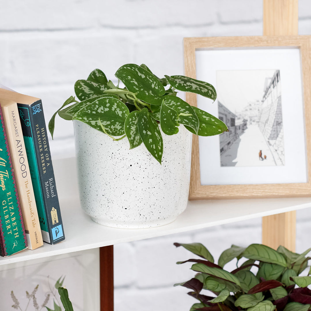 Pothos - Pictus - Shop Online!