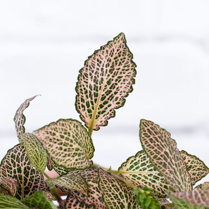 Nerve Plant - Pink - Shop Online!