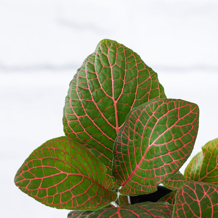 Nerve Plant - Red - Shop Online!