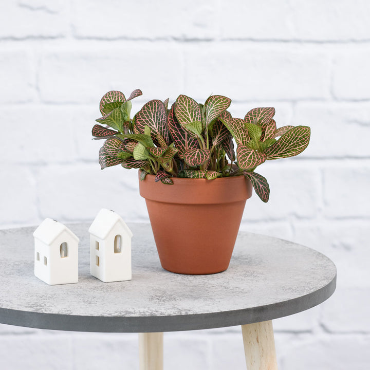 Nerve Plant - Red - Shop Online!