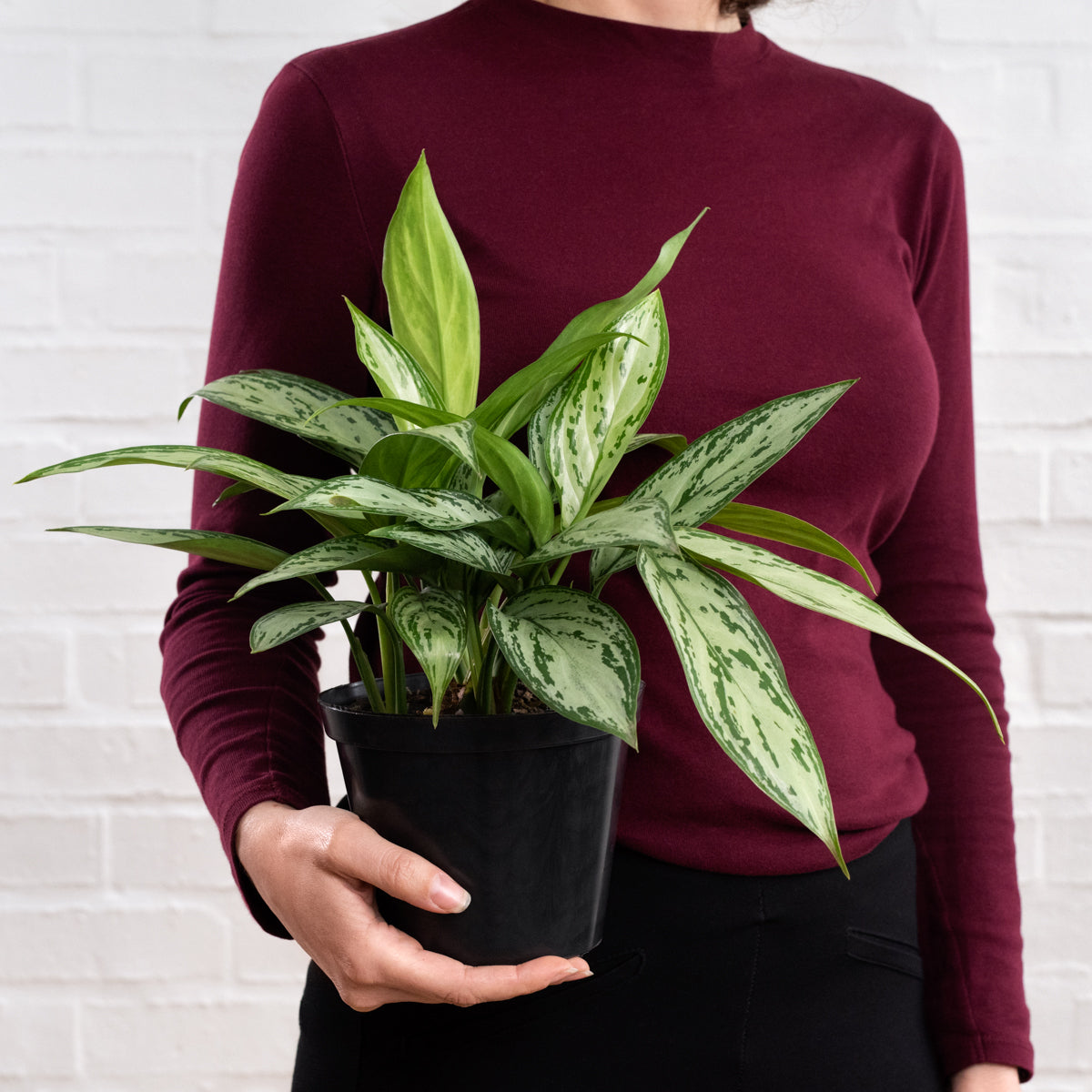 aglaonema silver queen compact Chinese Evergreen - Silver Queen