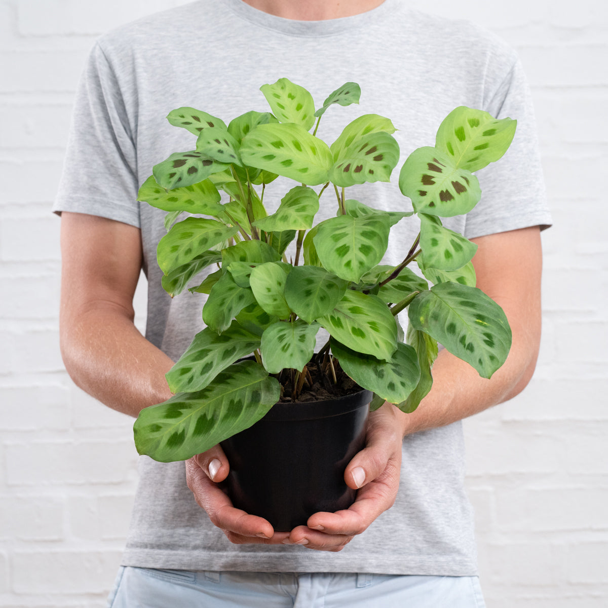 prayer plant kerchoveana Prayer Plant - Kerchoveana