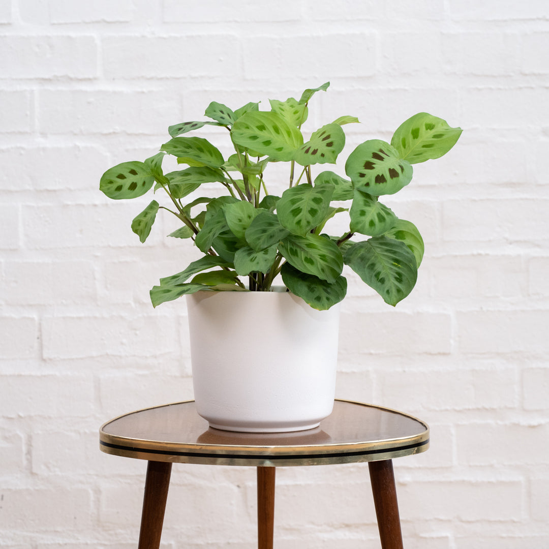 Prayer Plant - Kerchoveana - Shop Online!
