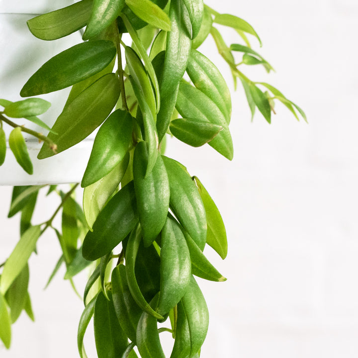 Lipstick Vine - Japhrolepis - Shop Online!