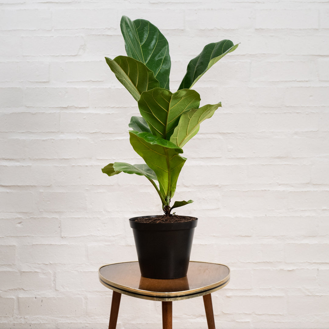 Fiddle Leaf Fig - Medium - Shop Online!