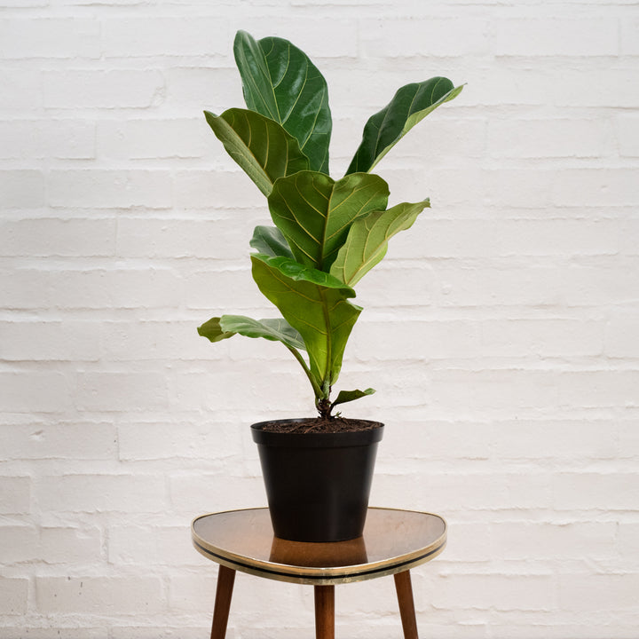 Fiddle Leaf Fig - Medium - Shop Online!