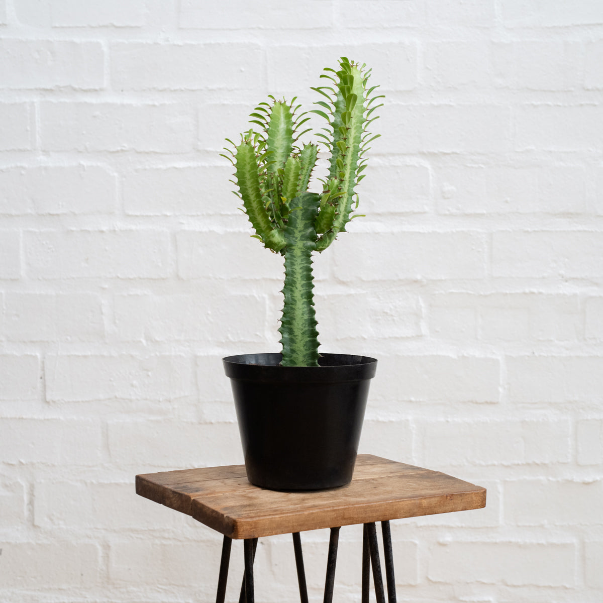 PlantifyApril--8.jpg?v=1620828472