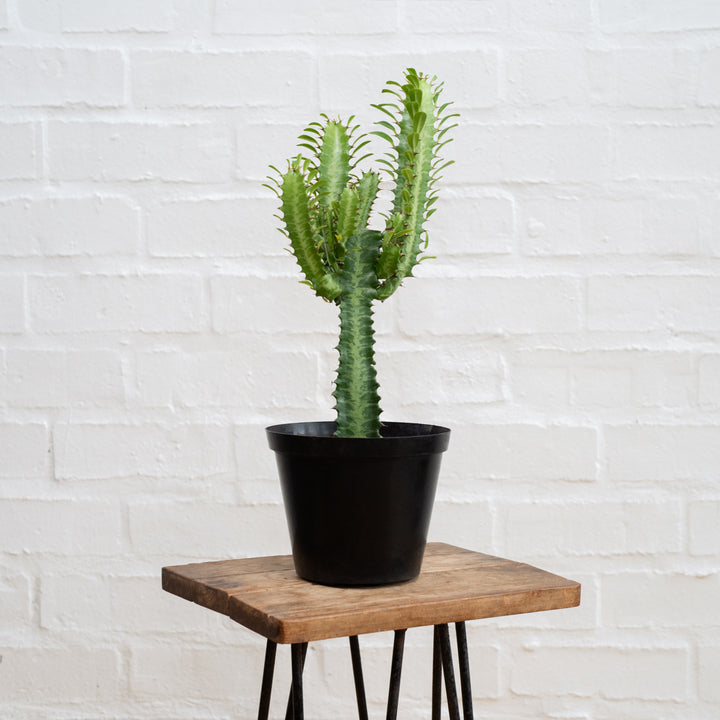 African Milk Tree - Shop Online!