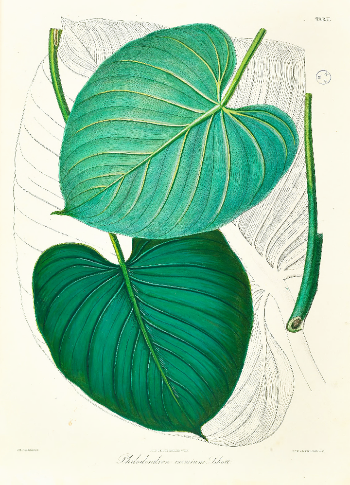 Framed Print - Philodendron Eximium Leaf - Shop Online!