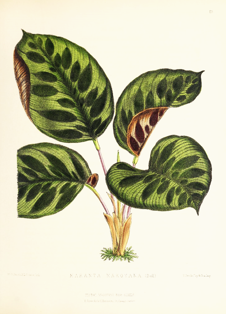 Framed Print - Calathea Makoyana - Shop Online!