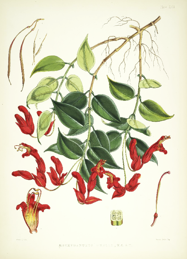 Framed Print - Lipstick Vine - Shop Online!