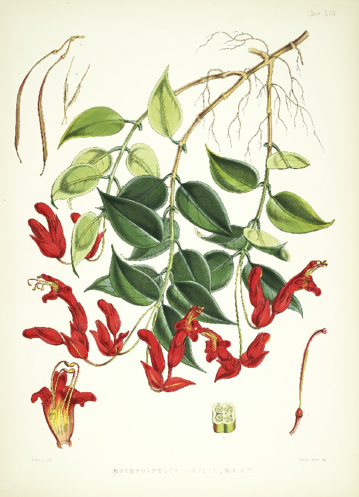 Framed Print - Lipstick Vine - Shop Online!