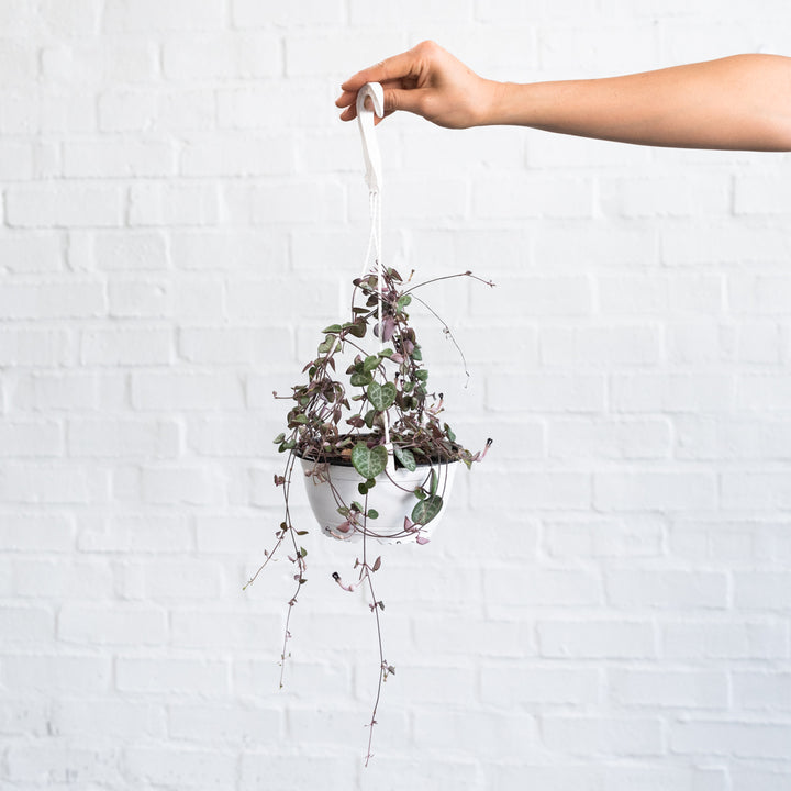 String of Hearts - Shop Online!