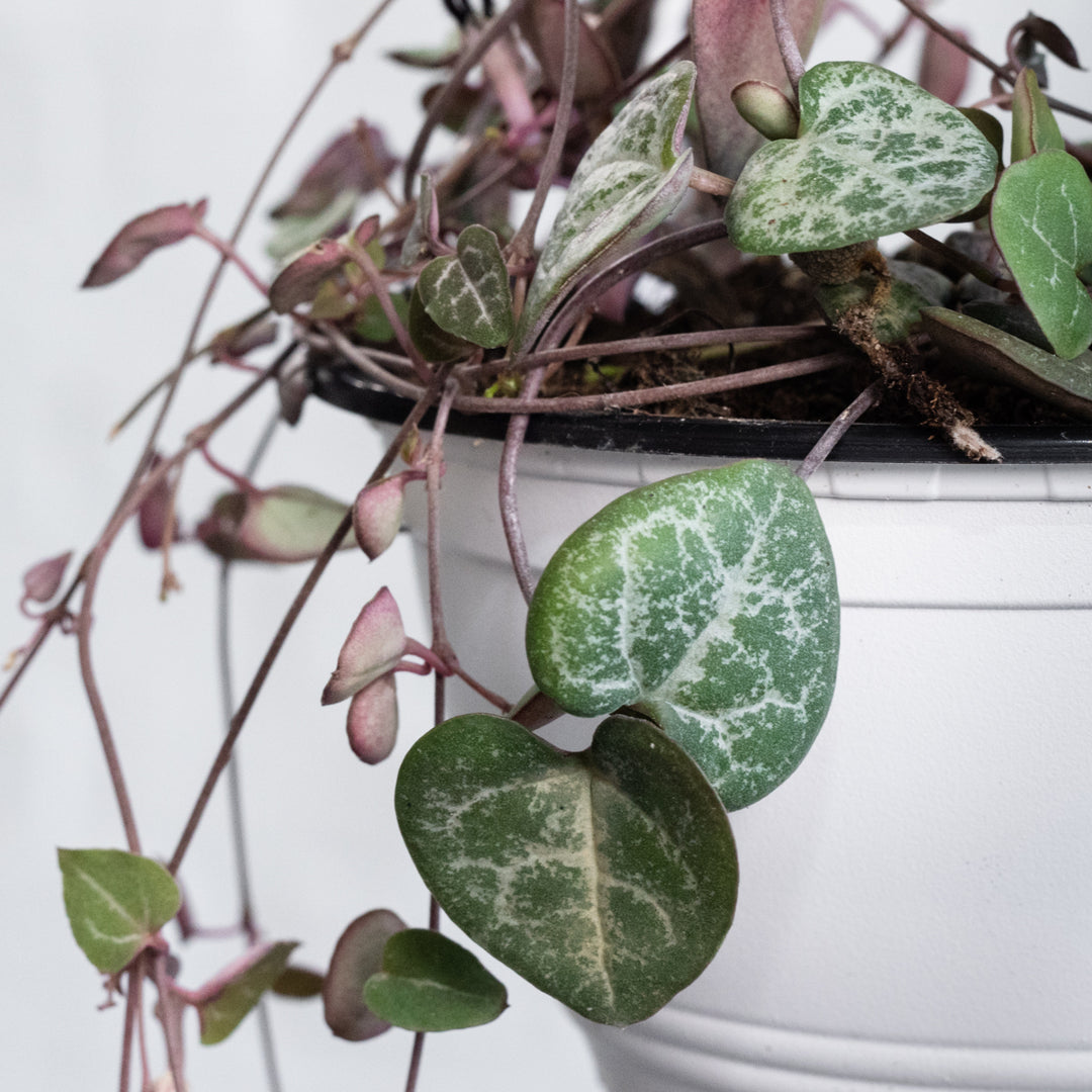 String of Hearts - Shop Online!