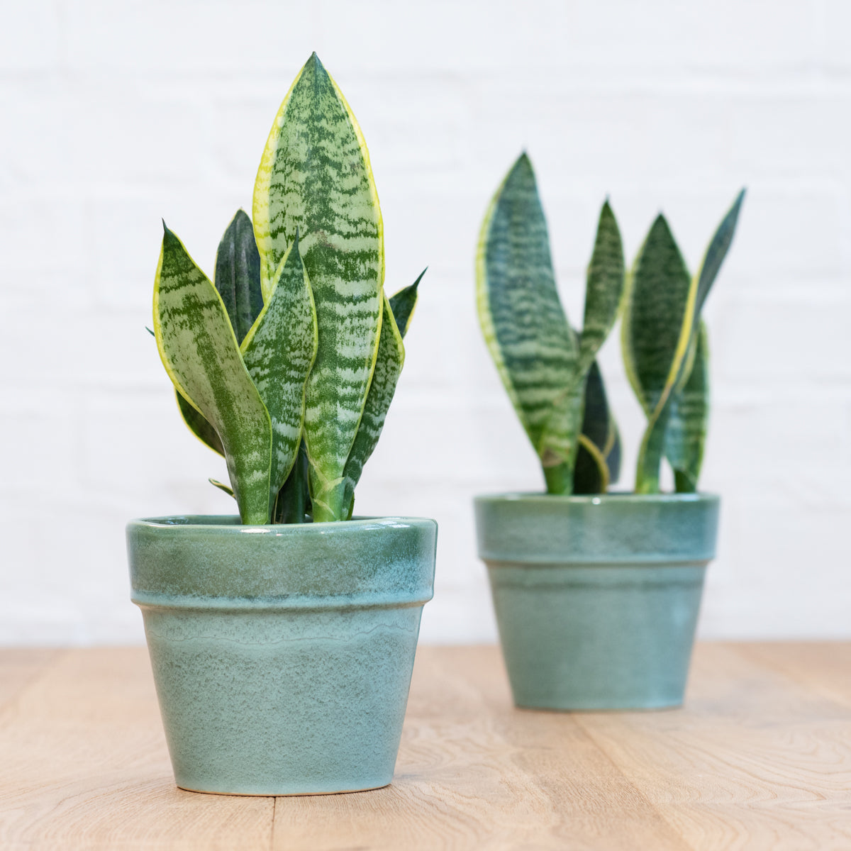 snake plant south africa Mother In Law's Tongue
