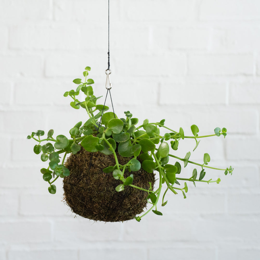 Dainty Crassula Mossball - Shop Online!