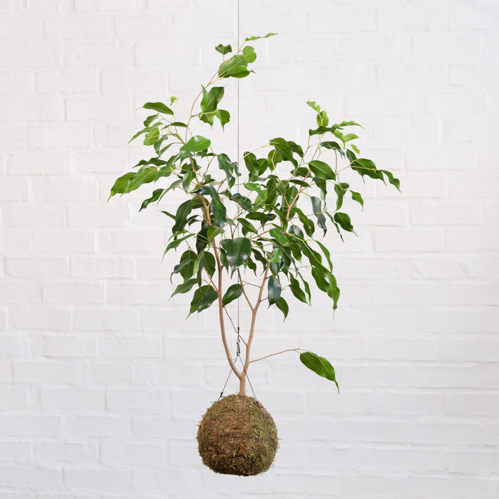 Weeping Fig Mossball - Shop Online!