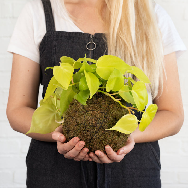 Philodendron Neon Mossball - Shop Online!
