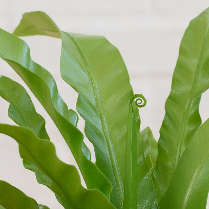 Birds Nest Fern - Antiquum - Shop Online!