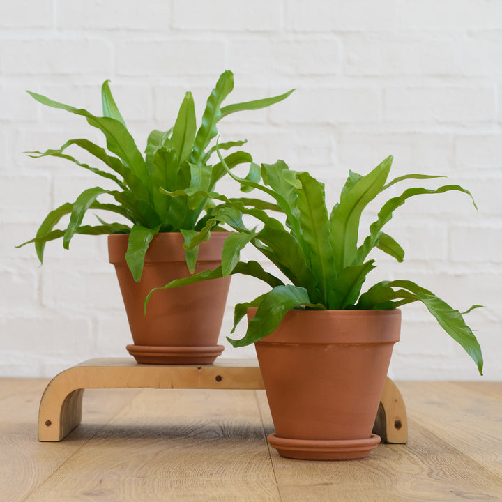 Birds Nest Fern - Antiquum - Shop Online!