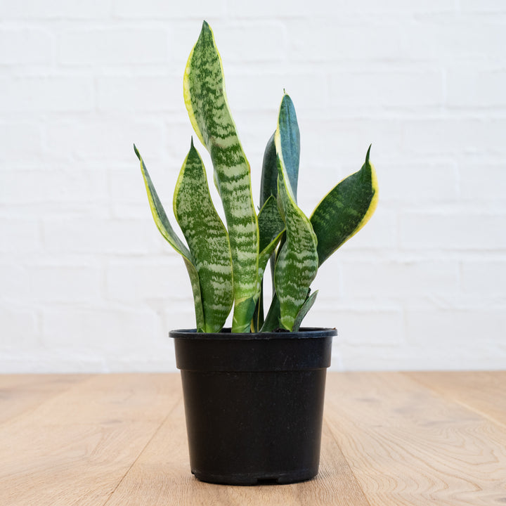 Mother In Law's Tongue - Shop Online!