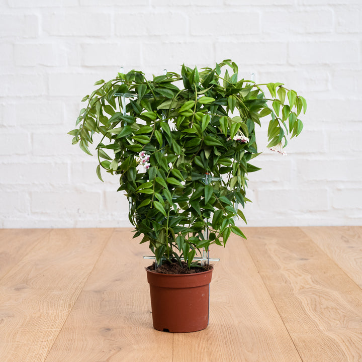 Hoya Bella - Shop Online!