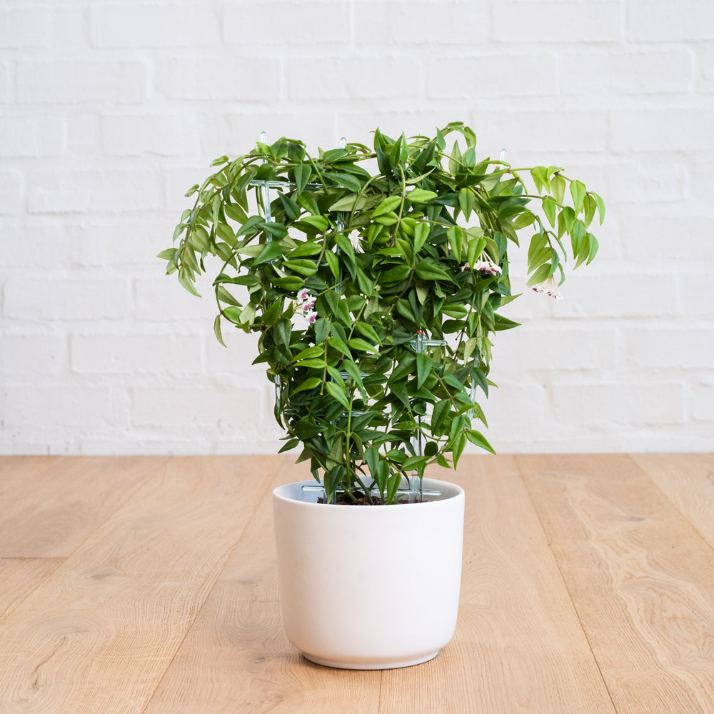 Hoya Bella - Shop Online!