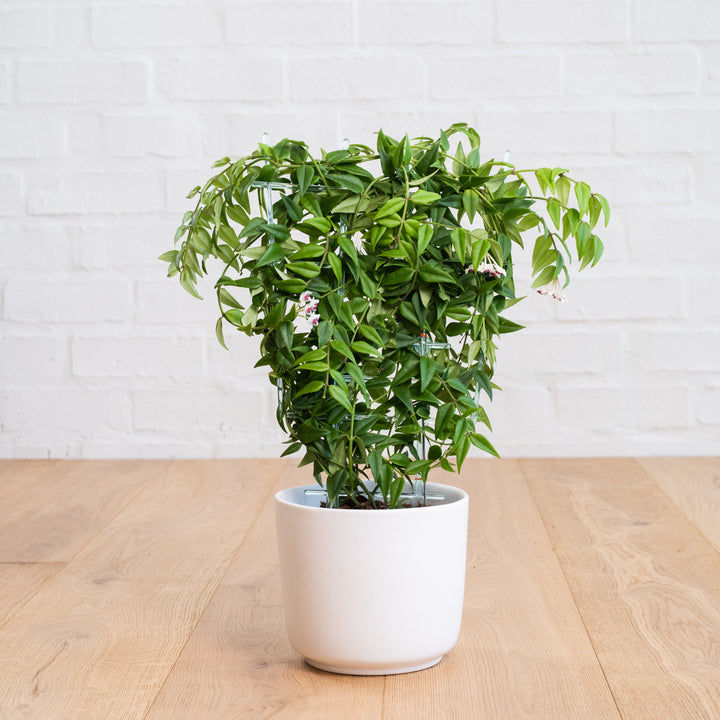 Hoya Bella - Shop Online!