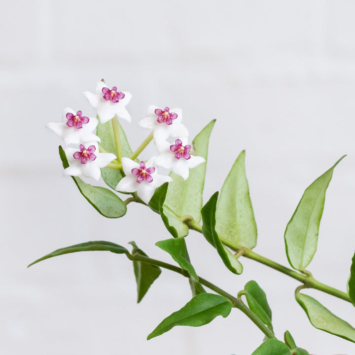 Hoya Bella - Shop Online!