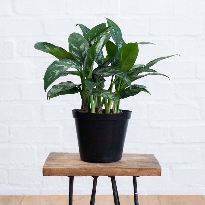 Chinese Evergreen - Maria - Shop Online!