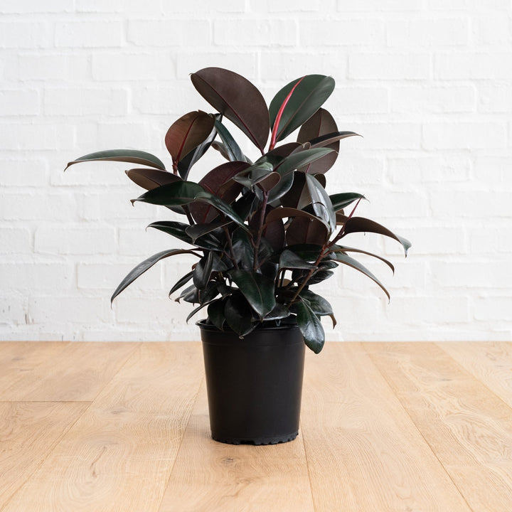 Rubber Tree - Abidjan - Shop Online!