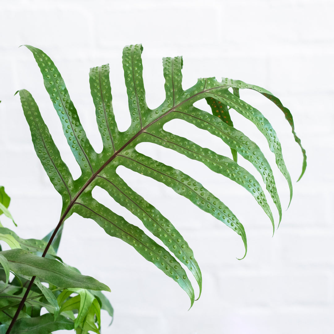 Kangaroo Fern - Large - Shop Online!
