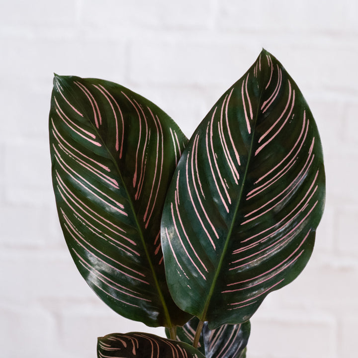 Calathea Sanderiana - Shop Online!