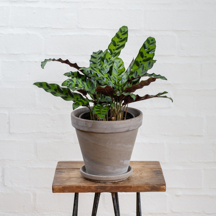 Rattlesnake Plant - Shop Online!