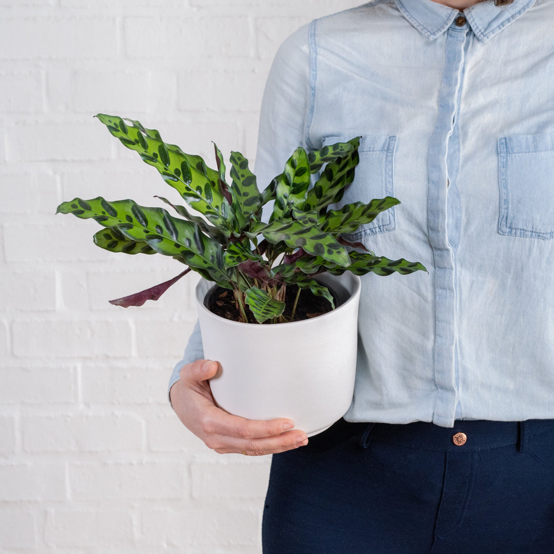 Rattlesnake Plant - Shop Online!