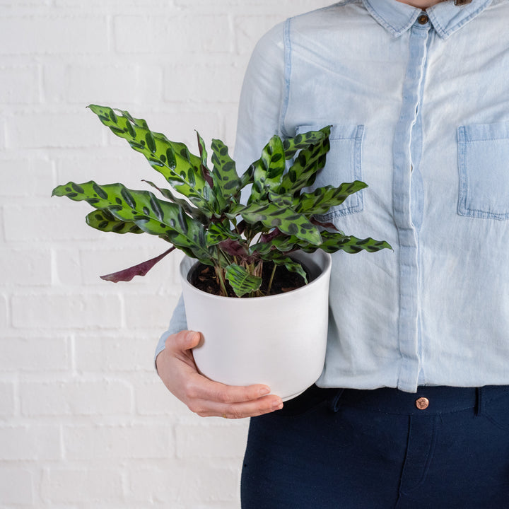 Rattlesnake Plant - Shop Online!