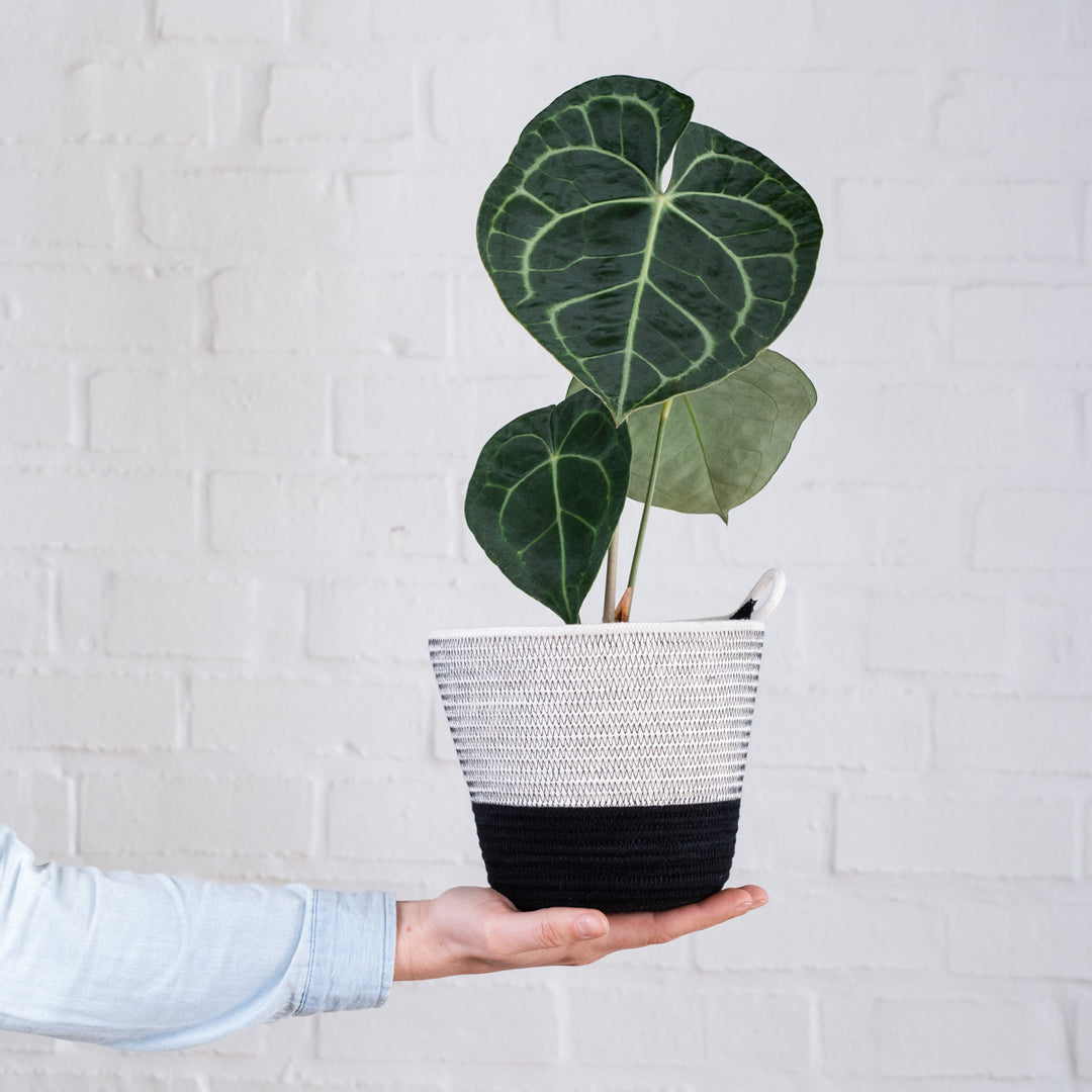 Anthurium Clarinervium - Shop Online!