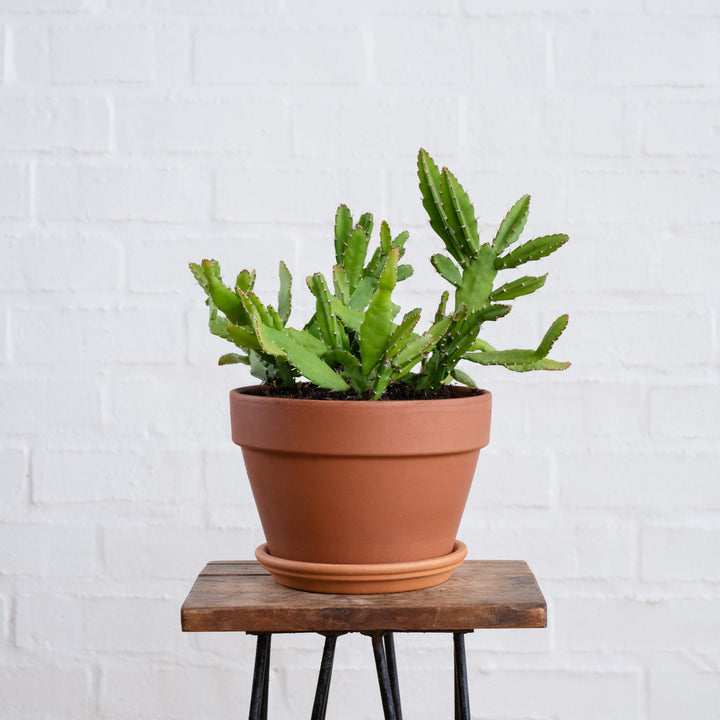 Pfeiffera Cactus - Shop Online!