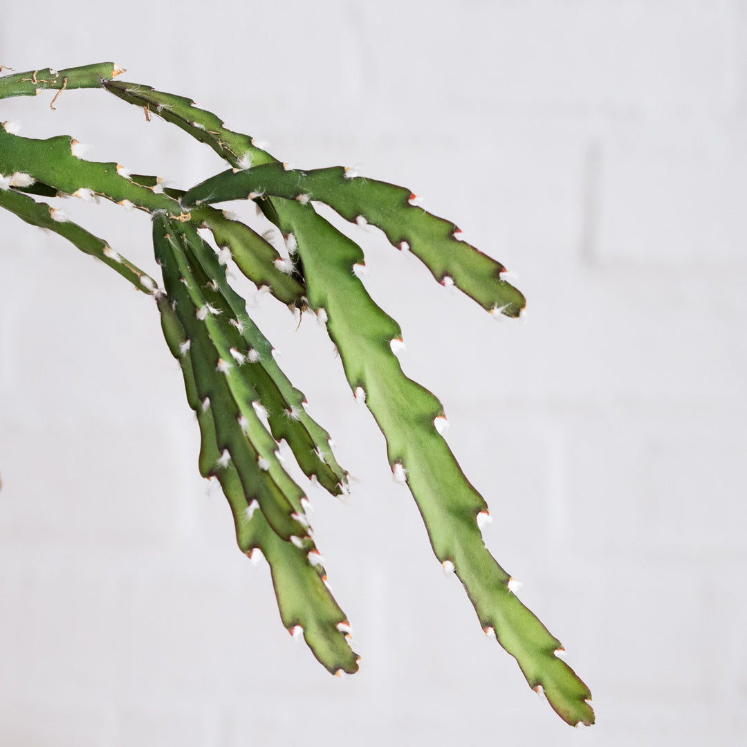 Hurricane Cactus - Shop Online!