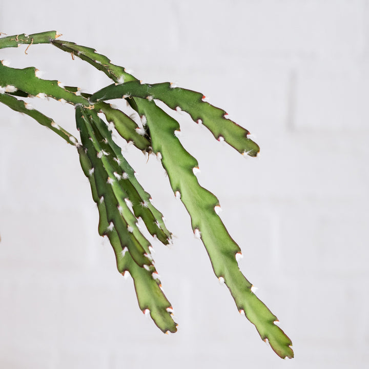 Hurricane Cactus - Shop Online!