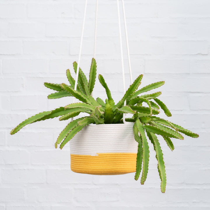 Mia Melange - Large Hanging Planter - Shop Online!