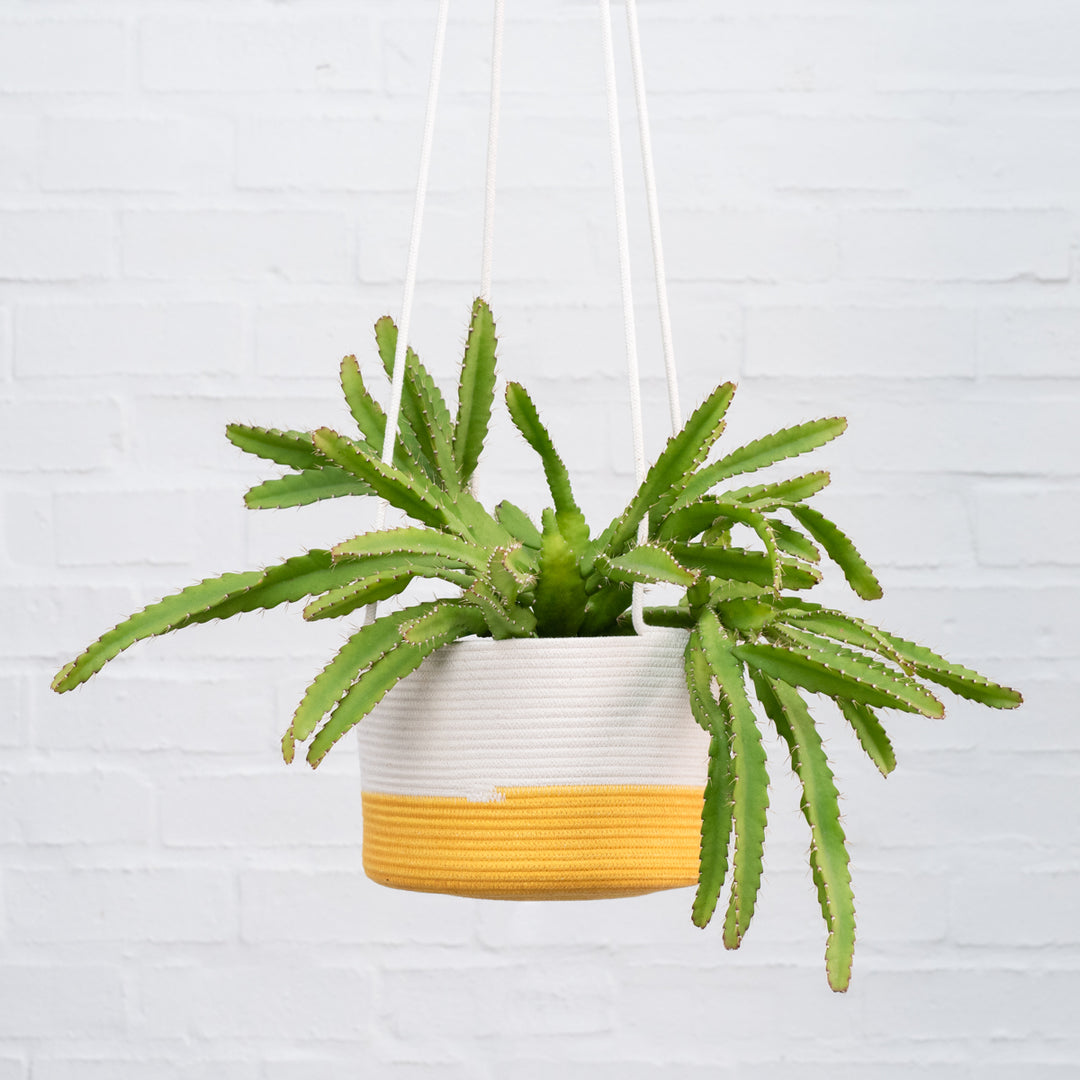 Pfeiffera Cactus - Shop Online!