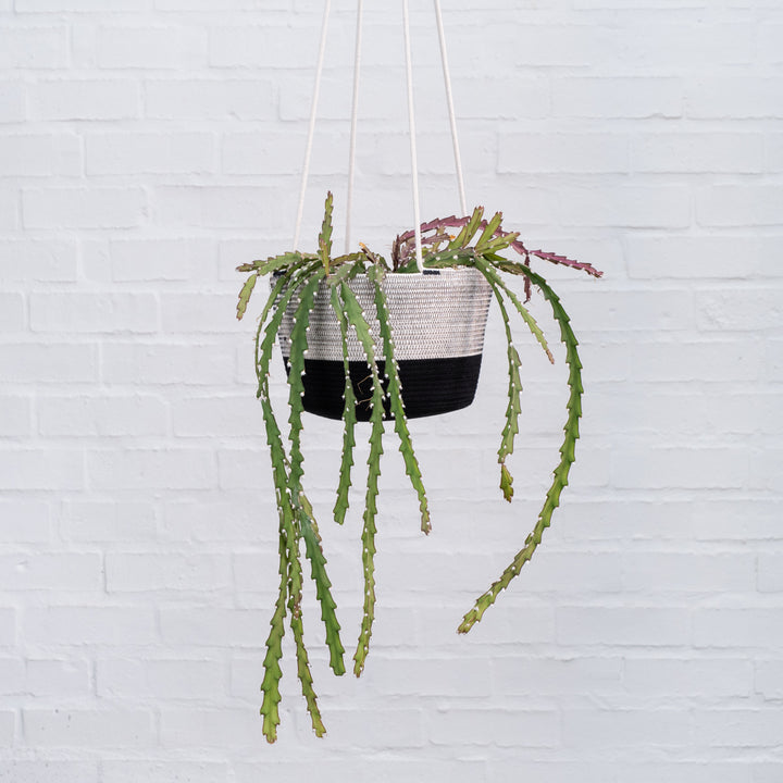 Hurricane Cactus - Shop Online!