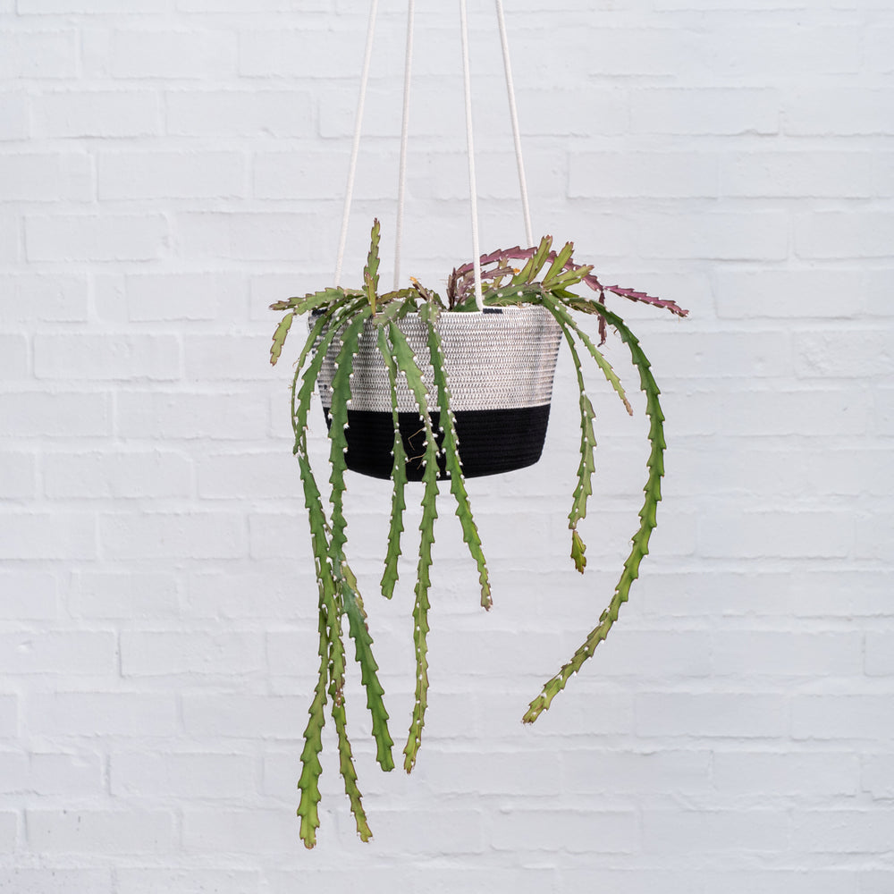 Mia Melange - Large Hanging Planter - Shop Online!